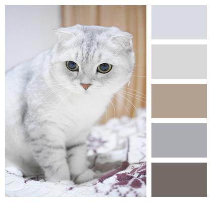 Cat Scottish Fold Cat Gradient Color Image